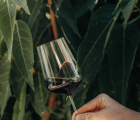 Wine tasting